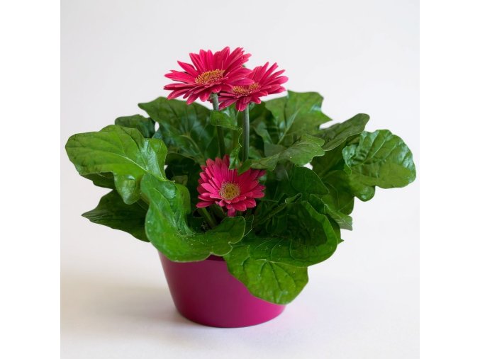 Gerbera růžová v růžovém květináči