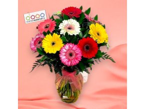 11x gerbera, izrael, rumora Photoroom