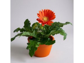 Gerbera oranžová v květináči