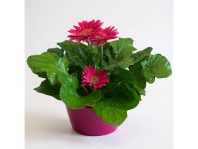 Gerbera růžová v růžovém květináči