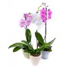 ORCHIDEI