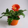 Gerbera oranžová v květináči