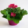 Gerbera růžová v růžovém květináči