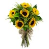 Helianthus