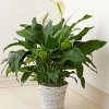 Spathiphyllum 1 300x300