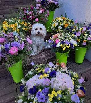Dnešní rozvozy květin jsou v plném proudu. 💐 První kytice už dorazily ke svým majitelkám a další jsou na cestě. 🌸 Na celý...
