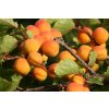 iStock 811253 Abricots bassedefweb