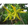 Ylang ylang