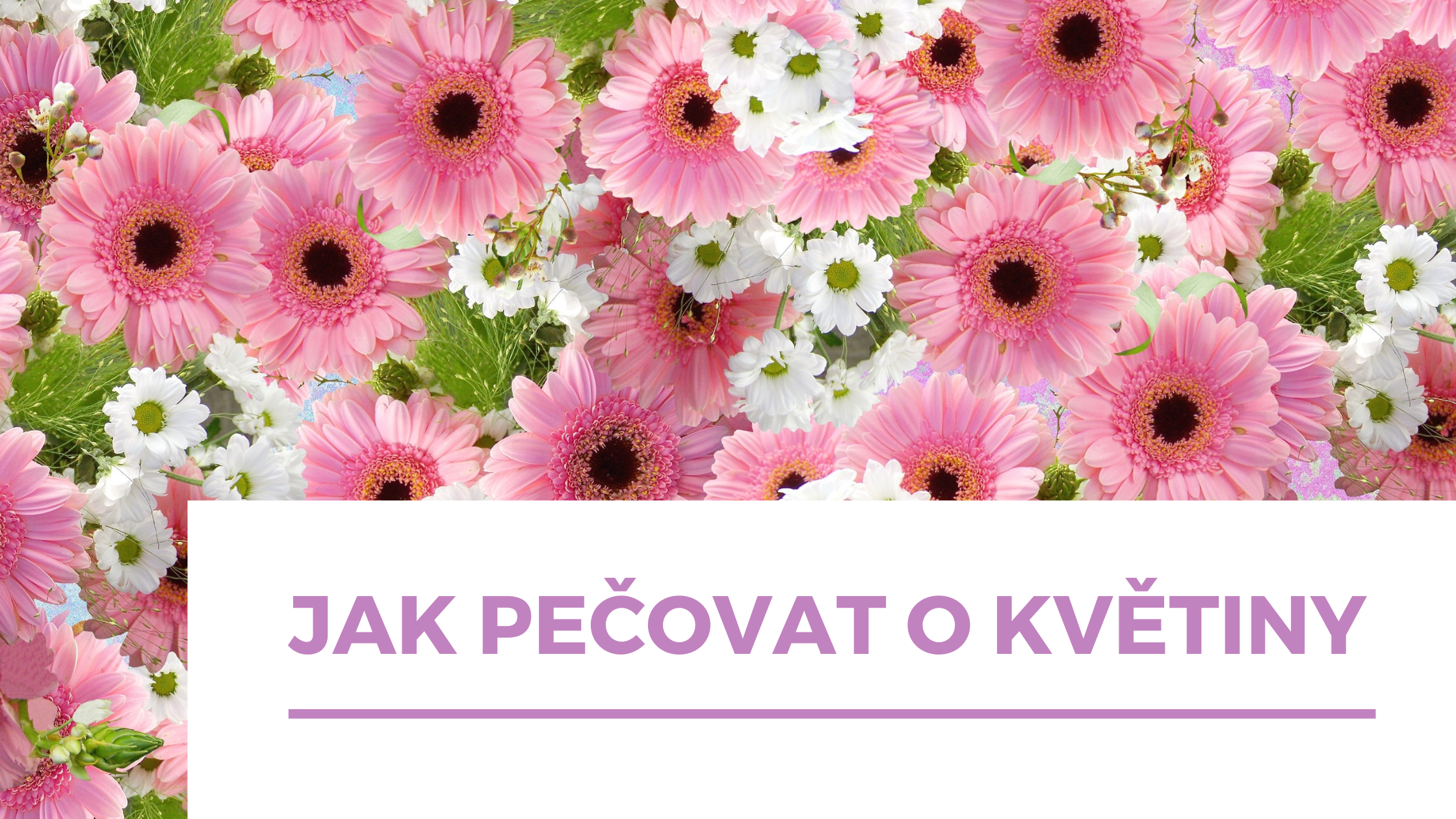 Jak udržet řezané květiny v kondici