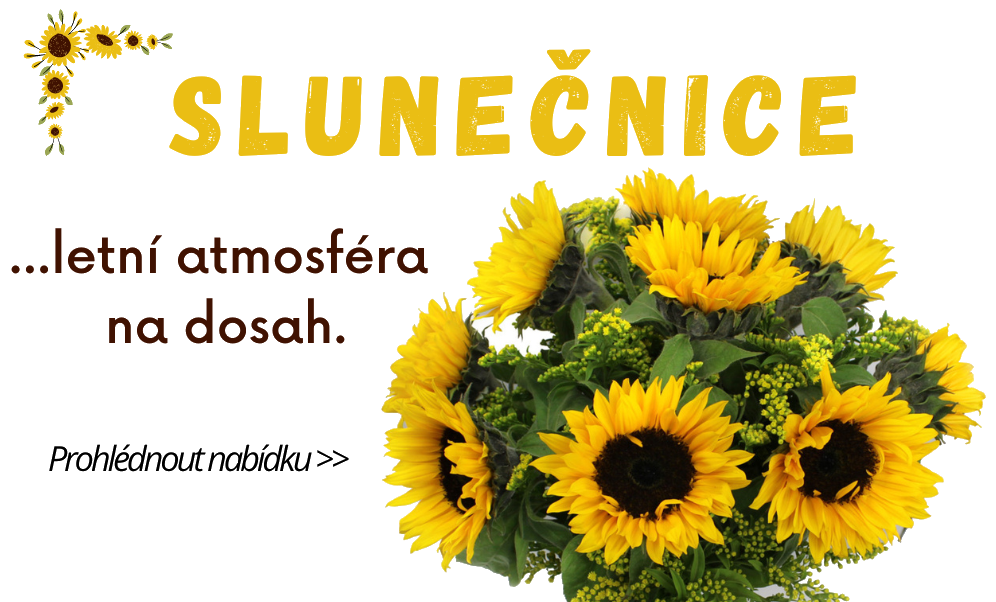 SLUNEČNICE