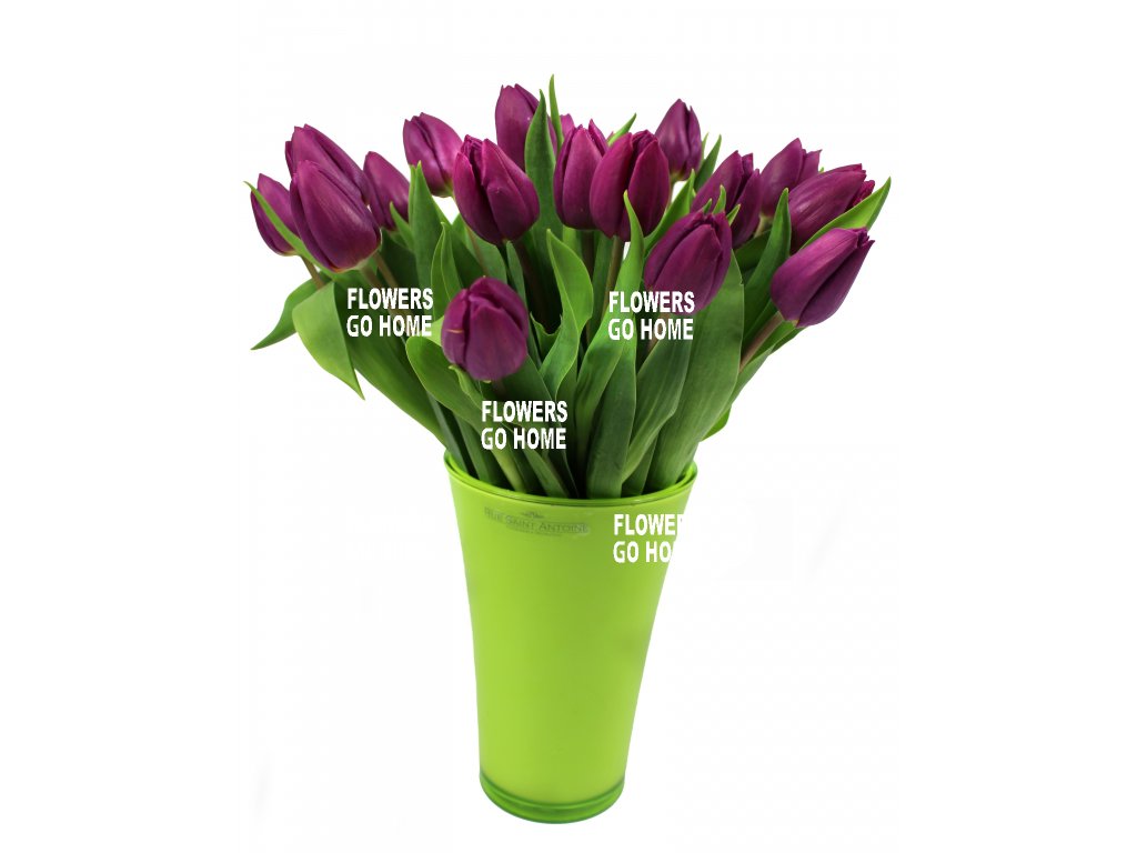Fialové tulipány