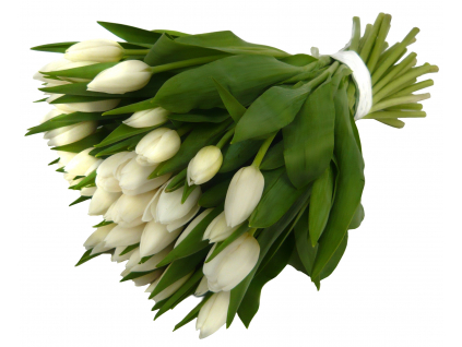 Bílé tulipány