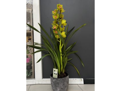 zelena orchidej