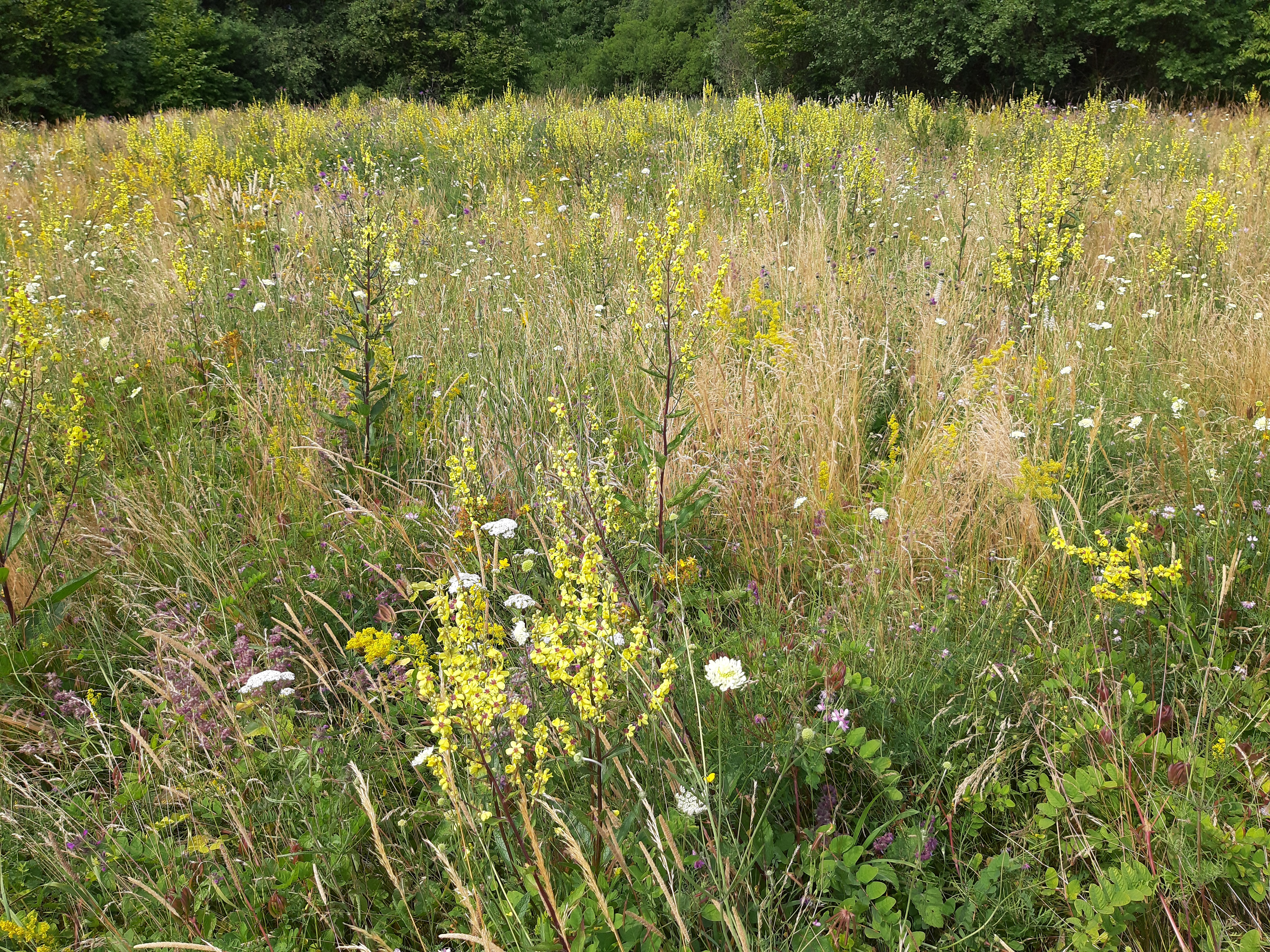 Druhově pestré travní směsi regionálního původu – sběry osiva a využití v CHKO Moravský kras