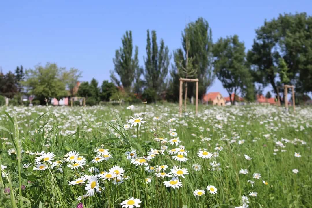 Realizace květnatých luk na Slovensku