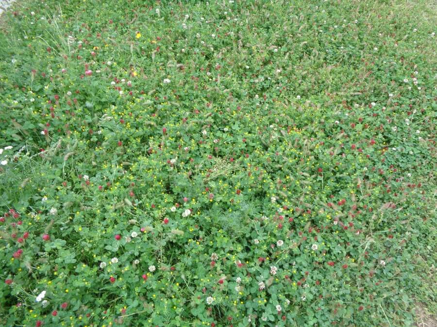 Směs PAPILIO v parku Božetěchova