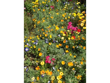 115 multicolor kvetinovy koberec r2