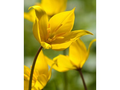 Botanical Tulip sylvestris