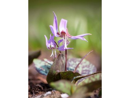 Erythronium dens canis