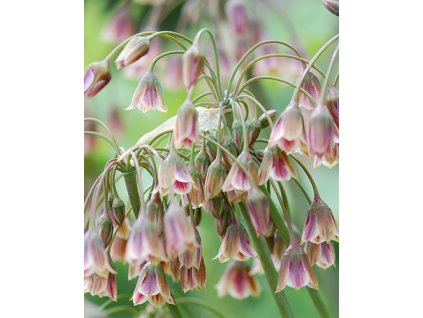 Nectaroscordum siculum