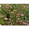 121 fuchsia kvetinova smes letnickove louky r2