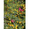 115 multicolor kvetinovy koberec r2