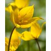 Botanical Tulip sylvestris