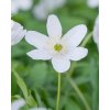 Anemone nemorosa