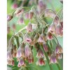 Nectaroscordum siculum