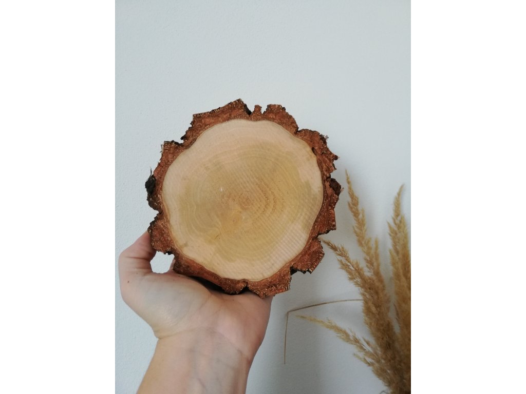 Bříza cca 14 cm, výška 1 cm