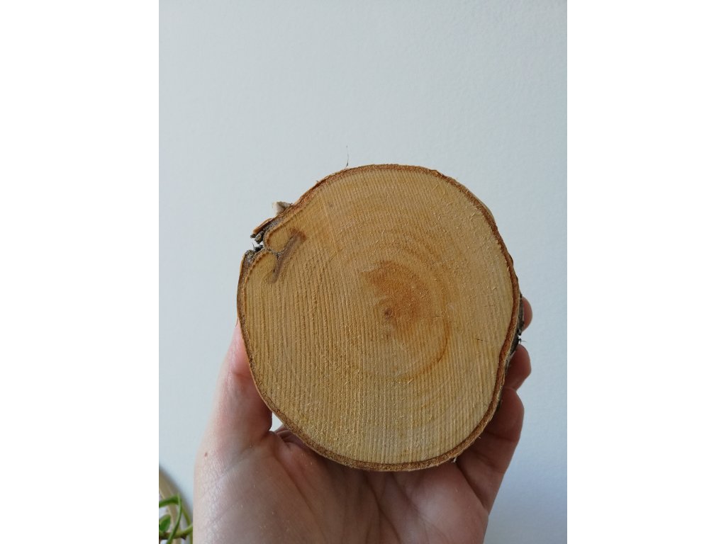 Bříza cca 9 cm, výška cca 1 cm