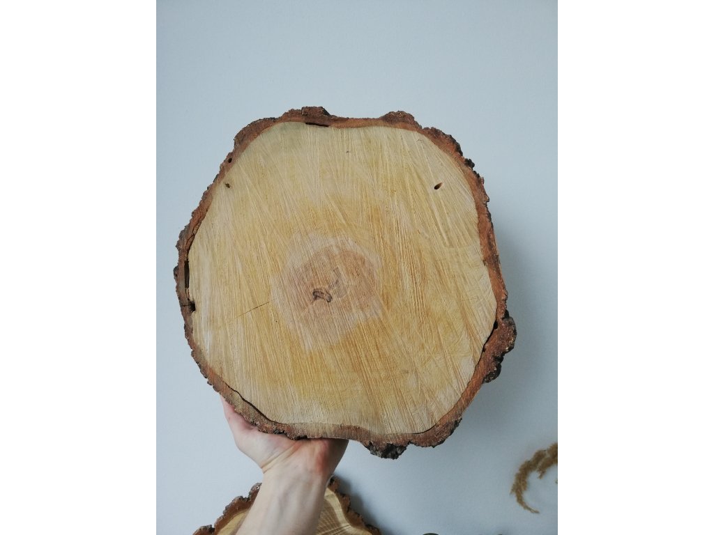 Dřevěná kulatina BŘÍZA cca 36 cm, výška cca 4 cm