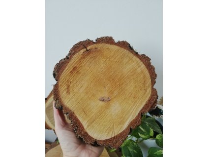Dřevěná kulatina BŘÍZA cca 16 cm, výška 3 cm