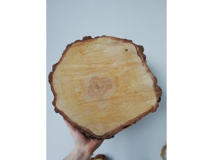 Dřevěná kulatina BŘÍZA cca 37 cm, výška cca 3,5 cm