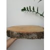 Bříza POD DORT cca 34 cm, výška cca 4 cm