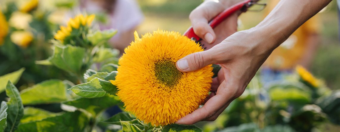 Kvalita našich produktů začíná už na našich bylinkových zahradách