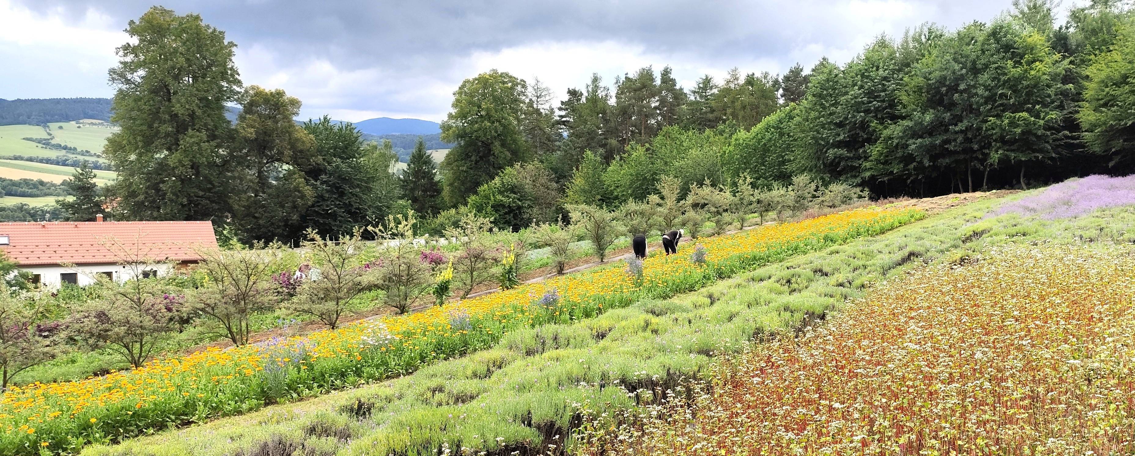 BIO bylinná Farma KVĚTOMLUVA - vlastní byliny, ovoce, zelenina, ruční výroba a poctivost...