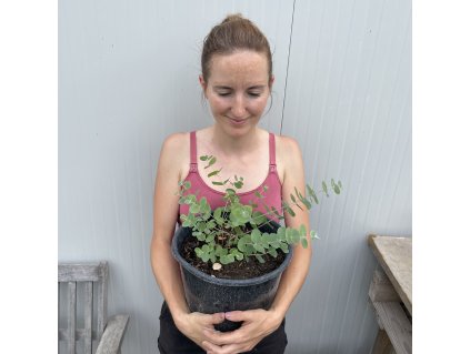 Eukalyptus v kvetináči Silver Dollar