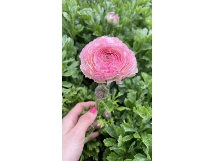 Kvetinové predplatné