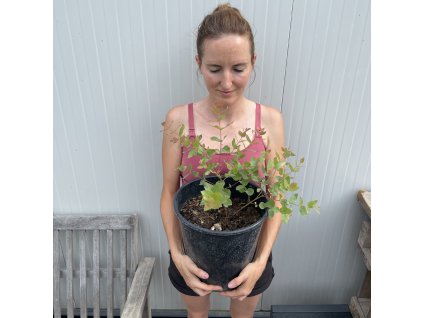 Eukalyptus v kvetináči Stuartiana