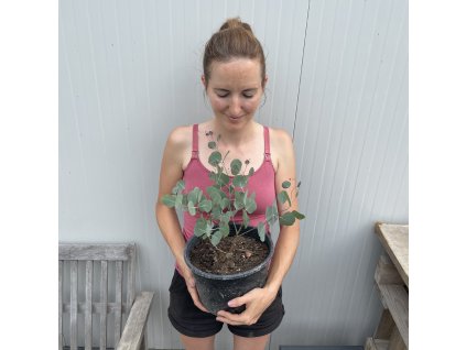 Eukalyptus v kvetináči Polyanthemos