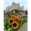 Kytica slnečnica maxi