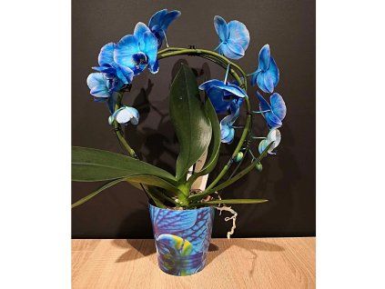 modrá orchidea