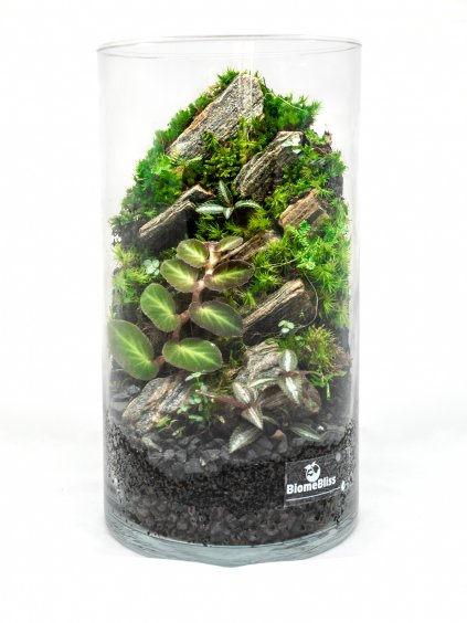 Rastlinné terárium BiomeBliss Easy Forest 30