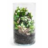 Rastlinne terarium BiomeBliss Easy Meadow 30