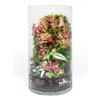 Rastlinne terarium BiomeBliss Easy Meadow 30
