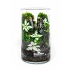 Rastlinne terarium BiomeBliss Easy Meadow 30