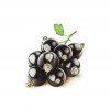 rybiz eshop