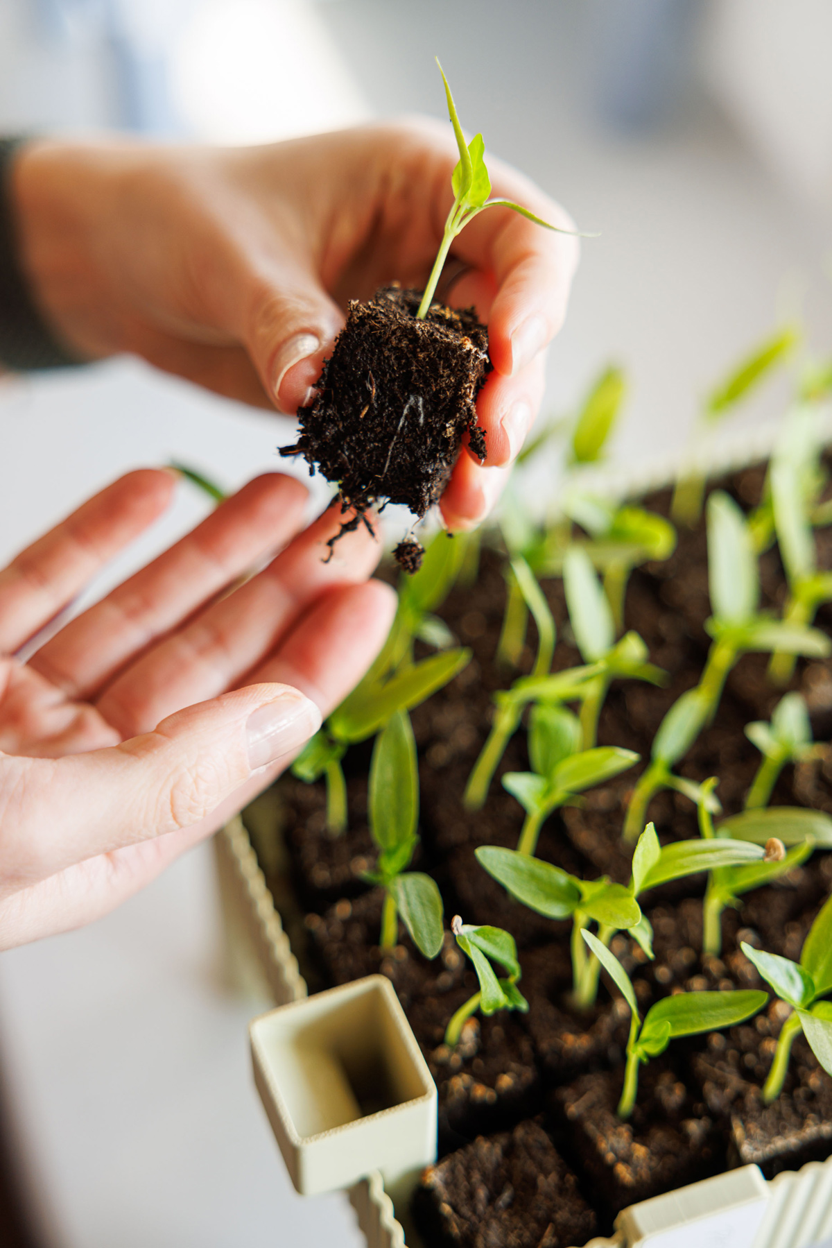 Detail kořenového balu