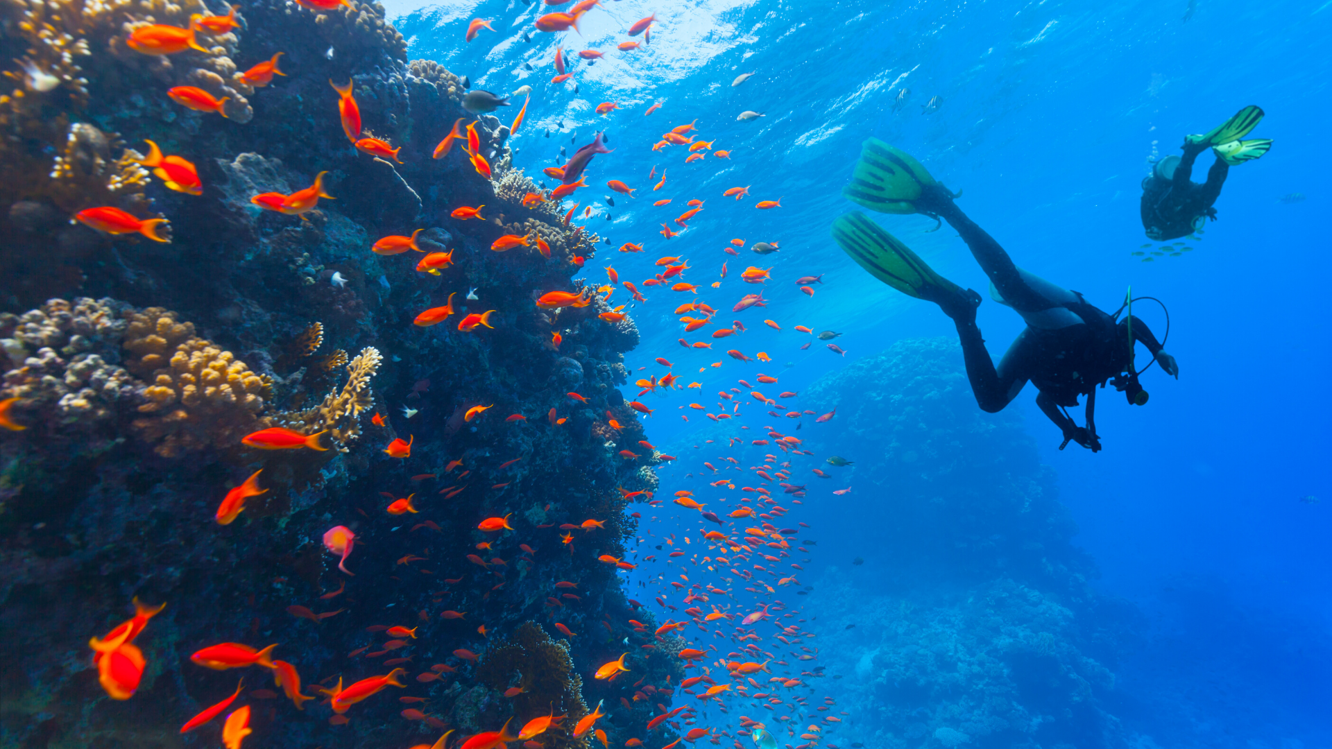 Jak se stát potápěčem? :)